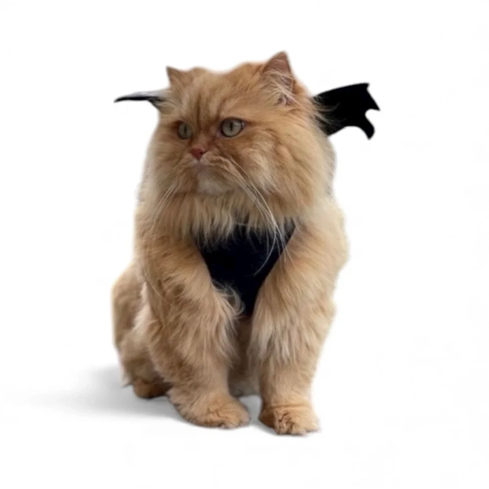 Pup crew Pet harness with bat wings great for dress up best for a smaller pet